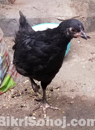 দেশী মুরগীর বাচ্চা ৩টা